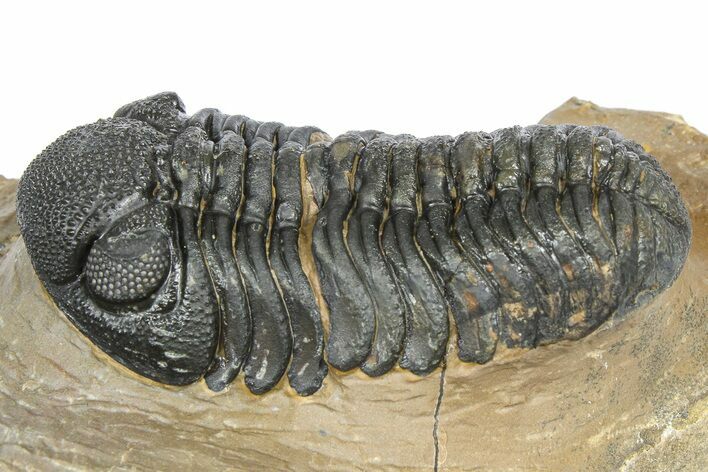 Phacopid (Morocops) Trilobite - Foum Zguid, Morocco #372429